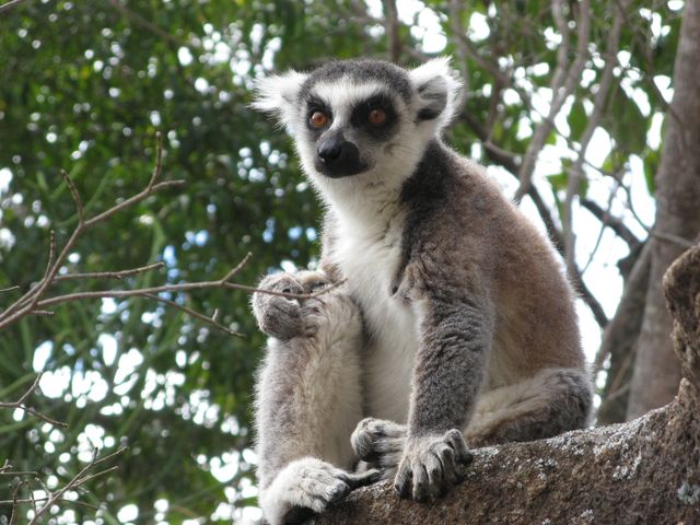 20_Madagascar_Anja_Lemurien_Catta.JPG